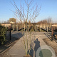 Acer davidii 175-200 cm draadkluit meerstammig