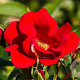 Rosa (H) Matador GM 1.5