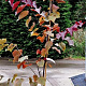 Cercis can. 'Forest Pansy' 175-200 cm 15L