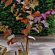Cercis can. 'Forest Pansy' 175-200 cm 15L