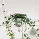 Hedera hel. 'Miniature Needlepoint' 30-40 cm 2,5L