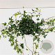 Hedera hel. 'Miniature Needlepoint' 30-40 cm 2,5L