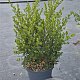 Ceanothus impressus 'Victoria' 50-60 cm 10L