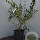 Ceanothus impressus 'Victoria' 50-60 cm 10L