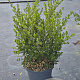 Ceanothus impressus 'Victoria' 50-60 cm 10L