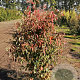 Amelanchier lamarckii 150-175 cm draadkluit