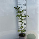 Carpinus betulus 40-60 cm 2,0L