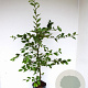 Carpinus betulus 80-100 cm 5,0L geveerd