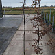 Carpinus betulus 175-200 cm 5,0L