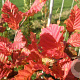 Carpinus bet. Rockhampton Red 10-12 cm 50L 200 cm stam