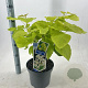 Catalpa bignonioides 'Aurea' 40-50 cm 5,0L struik