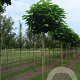 Catalpa bignonioides 'Nana' 12-14 cm draadkluit 225 cm stam boven vered.
