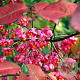 Euonymus europaeus 175-200 cm draadkluit meerstammig