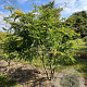 Gleditsia triac. 'Sunburst' 250-300 cm draadkluit meerstammig