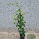 Hedera hibernica 175-200 cm 3,0L