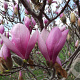 Magnolia soul. 'Big Pink' 175-200 cm draadkluit meerstammig
