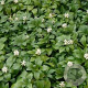 Pachysandra term. 'Green Carpet' GM 1.5