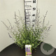Perovskia 'Blue Spire' 20-25 cm 2,5L