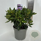 Rhododendron 'Goldflimmer' 30-40 cm 5,0L