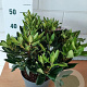 Rhododendron 'Goldflimmer' 30-40 cm 5,0L