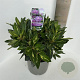 Rhododendron 'Goldflimmer' 30-40 cm 5,0L