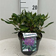 Rhododendron 'Goldflimmer' 30-40 cm 5,0L