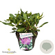 Rhododendron 'Goldflimmer' 30-40 cm 5,0L