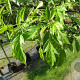 Malus toringo 'Brouwers Beauty' 10-12 HO draadkluit