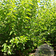 Morus alba 'Fruitless' 250-300 cm draadkluit meerstammig