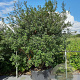 Osmanthus burkwoodii 175-200 cm draadkluit meerstammig