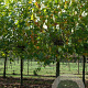 Platanus hispanica 20-25 HO draadkluit