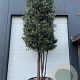 Quercus ilex 400-425 cm cont. 450L meerstammig cilinder