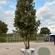 Quercus ilex GM container meerstammig solitair