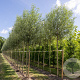 Salix alba 'Belders' 12-14 cm draadkluit 225 cm stam Knotvorm