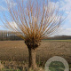 Salix alba 'Chermesina' 18-20 cm draadkluit 225 cm stam Knotvorm