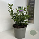 Sarcococca confusa 25-30 cm 5,0L