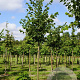 Tilia europaea 'Zwarte Linde' 16-18 HO draadkluit