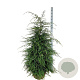Tsuga canadensis 150-175 cm met kluit extra