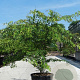 Zelkova serrata 150-175 cm 40L meerstammig