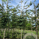 Zelkova serrata 18-20 HO draadkluit