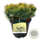 Pinus mugo 'Ophir' 20-25 cm