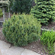 Pinus strobus 'Tiny Kurls' 25-30 cm