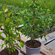 Cornus kousa 30-40 cm 2,0L