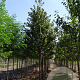Prunus schmittii 16-18 HO draadkluit