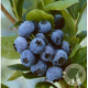 Vaccinium c. 'Bluecrop' 30-40 cm 2,0L