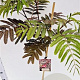 Albizia julibr. 'Evi's Pride' 125-150 cm 10L