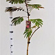 Albizia julibr. 'Evi's Pride' 125-150 cm 10L