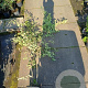 Amelanchier lamarckii 175-200 cm 20L