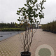 Amelanchier lamarckii 175-200 cm 20L