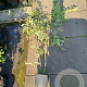 Amelanchier lamarckii 175-200 cm 20L